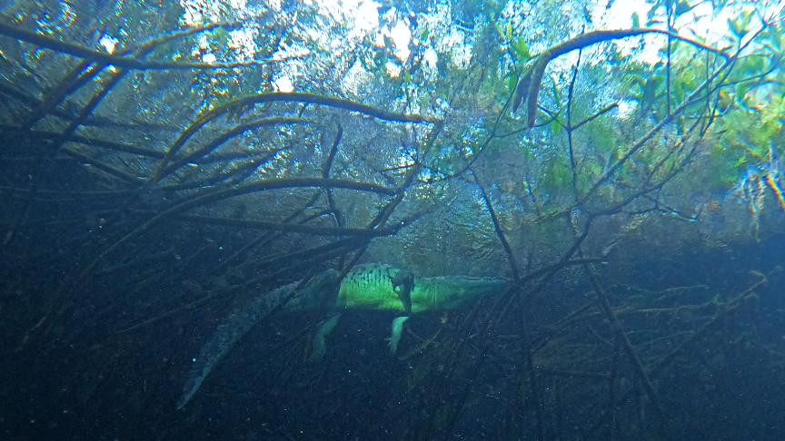 Crocodile Panchito seen from below